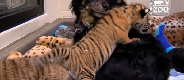 tigreaux nouveaux-nés - Sputnik Afrique