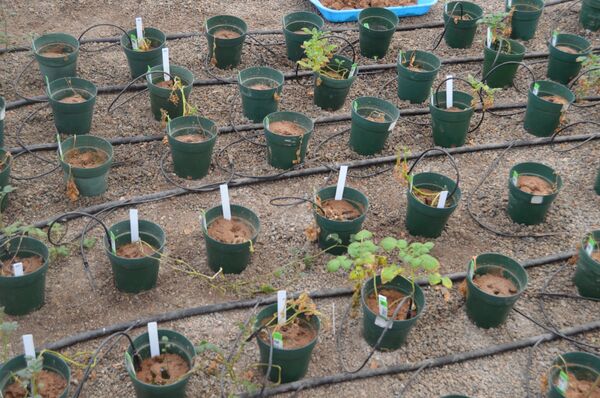 Pommes de terre martiennes - Sputnik Afrique