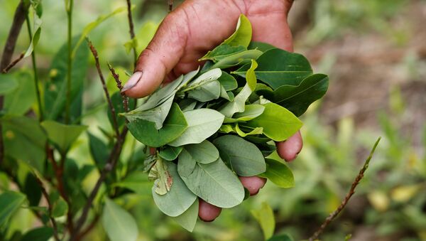 A peasant holds up coca leaves collected from his crops in Cauca, Colombia - Sputnik Afrique