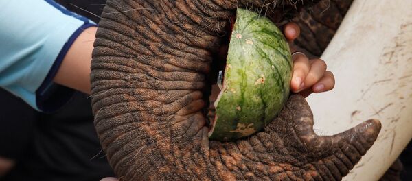 Un éléphant - Sputnik Afrique