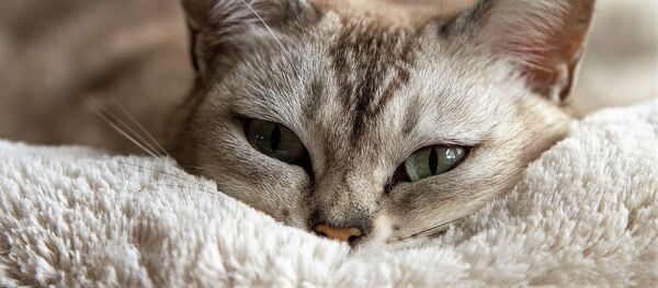 Le chat Le chat - Sputnik Afrique