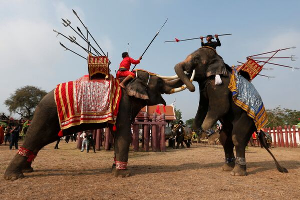 La journée nationale des éléphants en Thaïlande - Sputnik Afrique