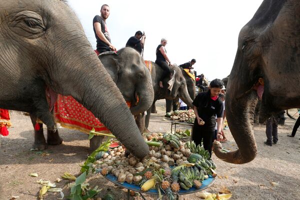 La journée nationale des éléphants en Thaïlande - Sputnik Afrique