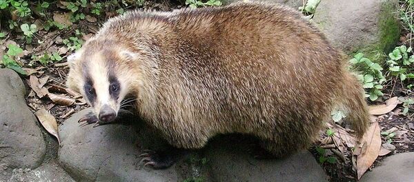 Un blaireau - Sputnik Afrique