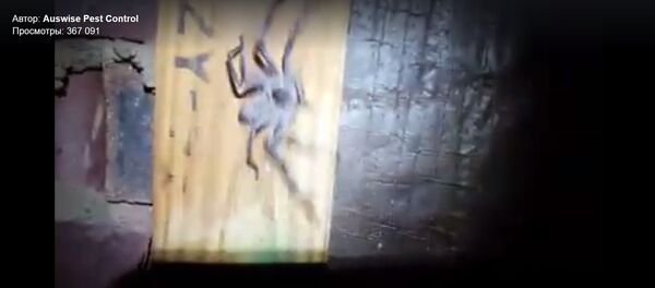 Une gigantesque araignée retrouvée dans un grenier en Australie (vidéo) - Sputnik Afrique