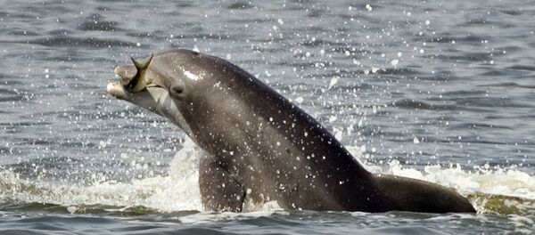 Porpoise saute hors de l'eau tenant un poisson - Sputnik Afrique
