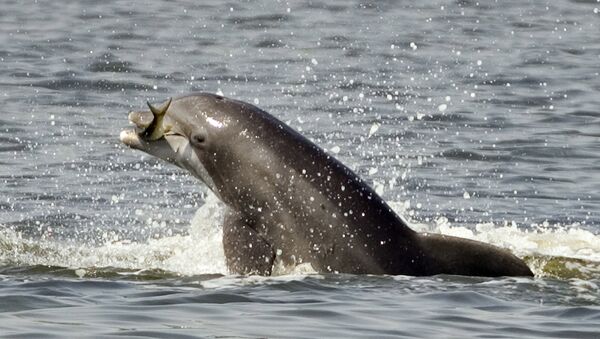 Porpoise saute hors de l'eau tenant un poisson - Sputnik Afrique