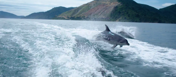 Des dauphins qui jouent avec la caméra - Sputnik Afrique