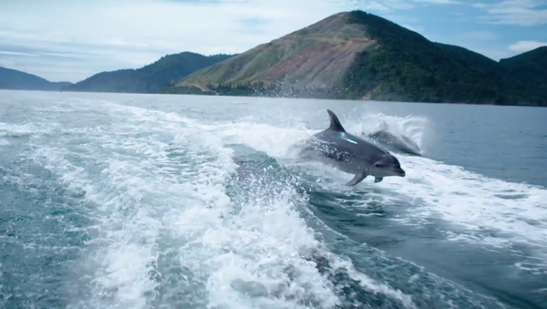 Des dauphins qui jouent avec la caméra - Sputnik Afrique