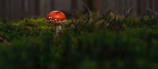 Des champignons - Sputnik Afrique