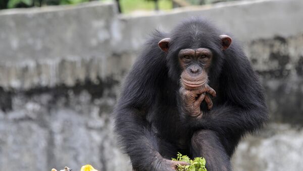 Un chimpanzé - Sputnik Afrique