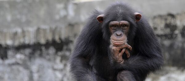 chimpanzee - Sputnik Afrique