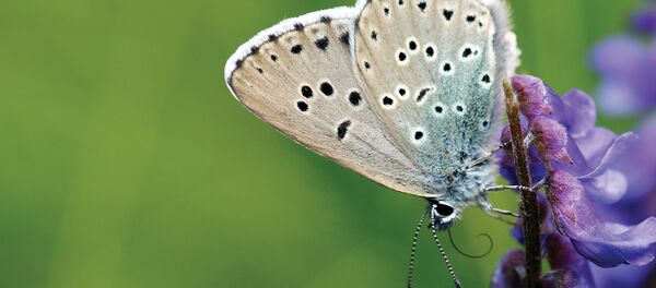 Effet papillon: un collectionneur UK accusé d’avoir tué un insecte d’une extrême rareté - Sputnik Afrique