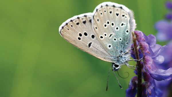 Effet papillon: un collectionneur UK accusé d’avoir tué un insecte d’une extrême rareté - Sputnik Afrique