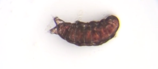 Des oursons d'eau - Sputnik Afrique