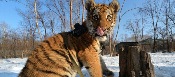 Tumulte au zoo: le fils du tigre Amour fête son anniversaire! - Sputnik Afrique