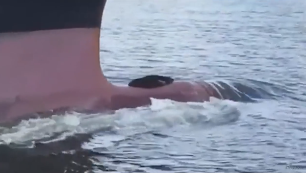 Le fabuleux voyage d’un phoque paresseux à l'avant d'un bateau - Sputnik Afrique