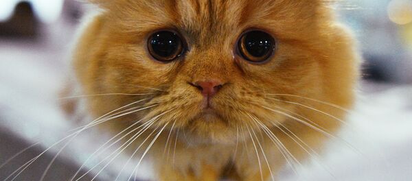 Ce nouveau chat robotisé «guérira votre cœur» - Sputnik Afrique