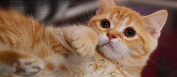 La plupart des chats domestiques résident en Russie - Sputnik Afrique