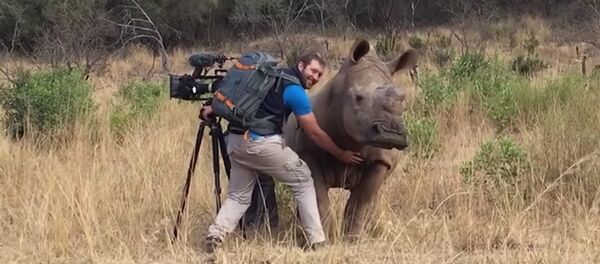Un rhinocéros sauvage demande à un caméraman de lui gratter le ventre - Sputnik Afrique