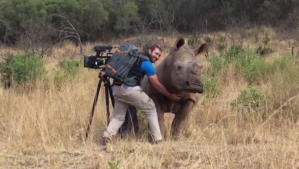Un rhinocéros sauvage demande à un caméraman de lui gratter le ventre - Sputnik Afrique