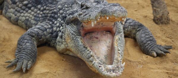 Crocodile - Sputnik Afrique