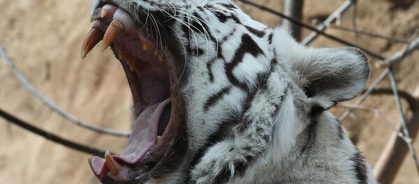 Tigre du Bengale - Sputnik Afrique
