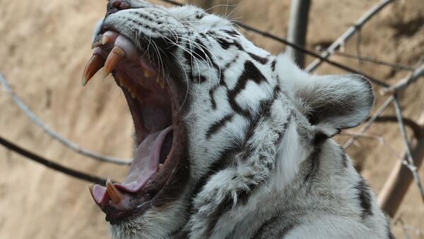 Un tigre blanc au zoo de Moscou - Sputnik Afrique