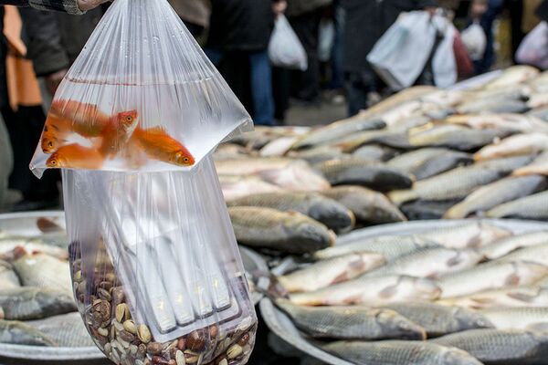 Les poissons rouges sont vendus dans la plupart des cas sans bocal – simplement dans des sacs plastiques. - Sputnik Afrique