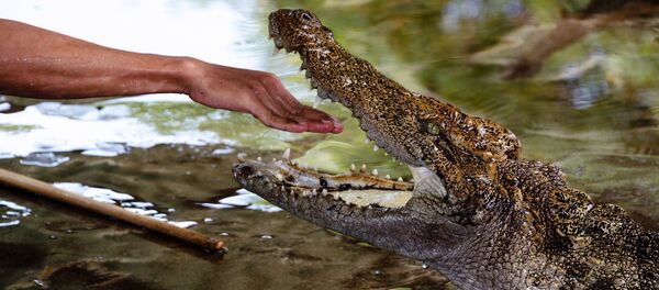 Un alligator - Sputnik Afrique