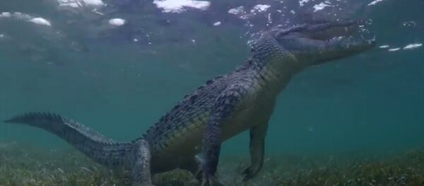 Deux touristes capturent la vidéo avec des crocodiles - Sputnik Afrique