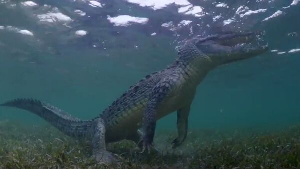 Deux touristes capturent la vidéo avec des crocodiles - Sputnik Afrique