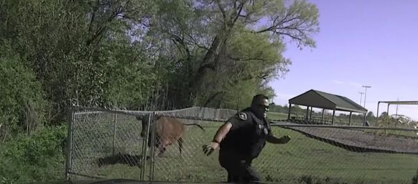 Police vs vache - Sputnik Afrique