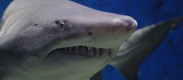 Un requin - Sputnik Afrique