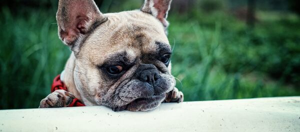 Le triste anniversaire de ce chien fait pleurer les internautes - Sputnik Afrique