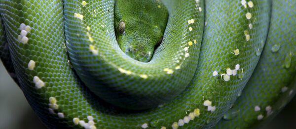 Un python - Sputnik Afrique