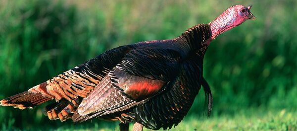 Pavo salvaje - Sputnik Afrique