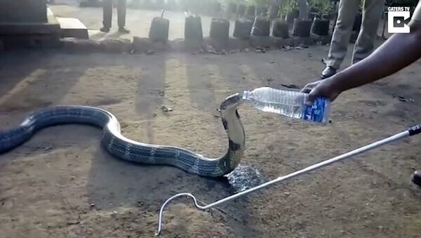 Un cobra royal assoiffé boit à la bouteille - Sputnik Afrique