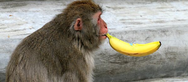 singe singe - Sputnik Afrique