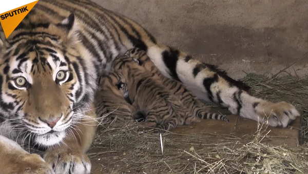 Trois bébés tigres de Sibérie sont nés dans la réserve naturelle Taigan en Crimée - Sputnik Afrique