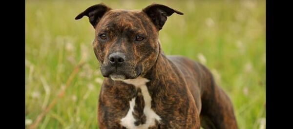 Un chien tue son maître… après lui avoir sauvé la vie - Sputnik Afrique