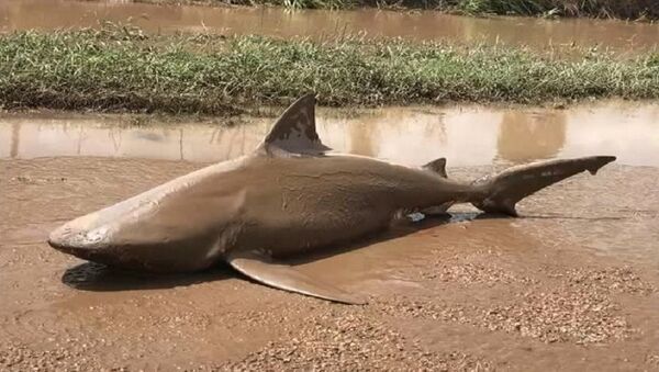 Le violent cyclone rejette un requin au milieu de la route en Australie (Vidéo) - Sputnik Afrique