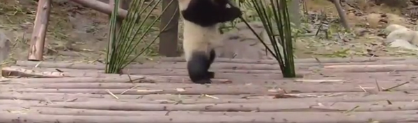 He Sheng encore vivant joue avec sa mère - Sputnik Afrique