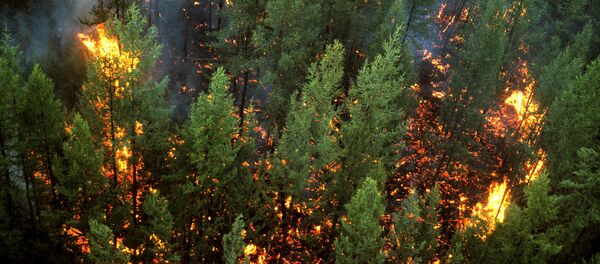 Feu de forêt - Sputnik Afrique