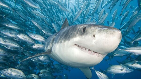 Le requin, cet assassin parfait, est le maître des mers et des océans. - Sputnik Afrique