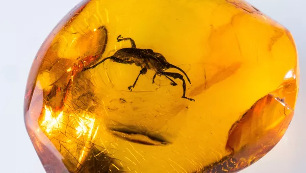 Ambre - Sputnik Afrique