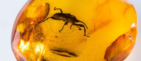 Du sang fossilisé d’un de nos lointains ancêtres retrouvé dans de l’ambre - Sputnik Afrique