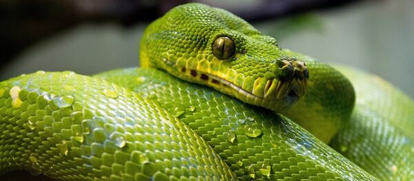 Un serpent - Sputnik Afrique