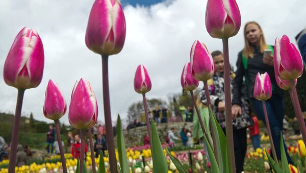 Le défilé des tulipes au Jardin botanique Nikitski - Sputnik Afrique