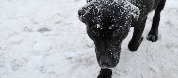 Un chien (image d'illustration) - Sputnik Afrique
